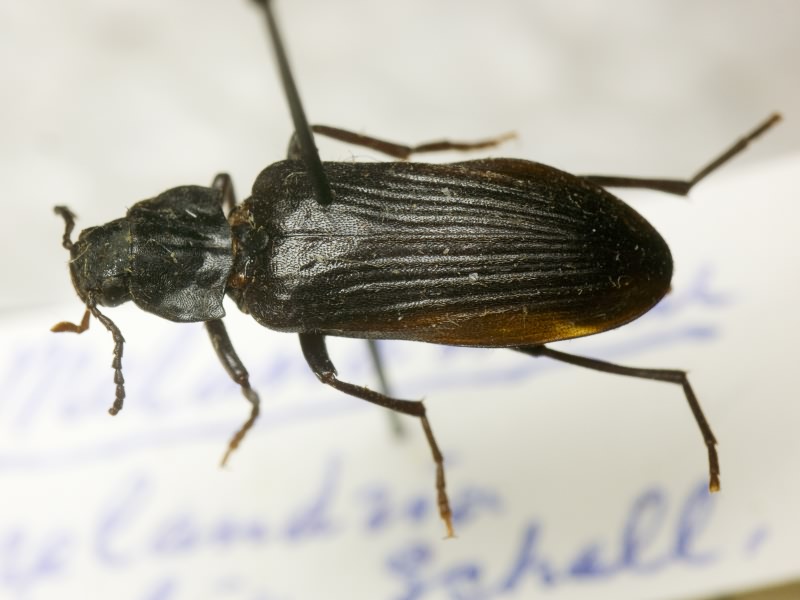 Melandrya dubia (Schaller, 1783)